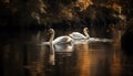 Mute swans reflect elegance in tranquil water generated by AI