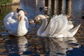 Mute Swans on the River Great Ouse Royalty Free Stock Photo