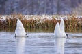 Mute swans searching for food in a pond in the winter season Royalty Free Stock Photo