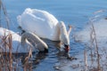 Mute swans searching a food under the water during the winter in Denmark Royalty Free Stock Photo