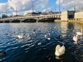 Mute swans swimming on the beautiful Zurich lake against a bridge in Zurich, Switzerland