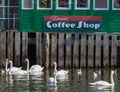 Mute Swans swimming below a coffee shop located on a Pier in Lake Windermere