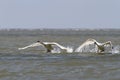 Mute swans taking flight from water surface Royalty Free Stock Photo