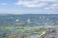 Mute swans and view of Gulf of Finland and rocky shore, Gasgrund island, Suvisaaristo area, Espoo, Finland