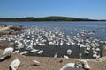 Mute swans wait for feeding time in the Fleet behind Chesil Bank at Abbotsbury Swannery in Dorset, England