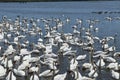 Mute swans wait for feeding time in the Fleet behind Chesil Bank at Abbotsbury Swannery in Dorset, England Royalty Free Stock Photo