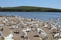 Mute swans wait for feeding time on the gravel at Abbotsbury Swannery in Dorset, England Royalty Free Stock Photo