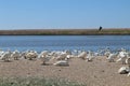 Mute swans wait for feeding time on the gravel at Abbotsbury Swannery in Dorset, England Royalty Free Stock Photo