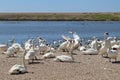Mute swans wait for feeding time on the gravel at Abbotsbury Swannery in Dorset, England Royalty Free Stock Photo