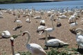 Mute swans wait for feeding time on the gravel at Abbotsbury Swannery in Dorset, England Royalty Free Stock Photo