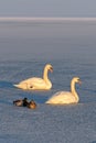 Mute swans and wild ducks on the ice of lake Balaton in Hungary Royalty Free Stock Photo