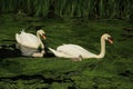 Mute swans with young ones. Royalty Free Stock Photo