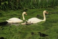 Mute swans with young ones. Royalty Free Stock Photo