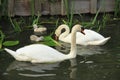 Mute swans with young ones. Royalty Free Stock Photo