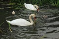 Mute swans with young ones. Royalty Free Stock Photo