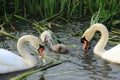 Mute swans with young ones. Royalty Free Stock Photo