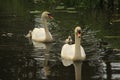 Mute swans with young ones. Royalty Free Stock Photo