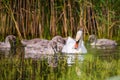 Mute white Swan with chicks in lake water