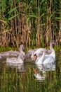 Mute white Swan with chicks in lake water