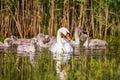 Mute white Swan Cygnus with babies