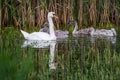 Mute white Swan with chicks