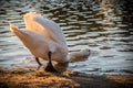Mute white swan eating