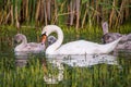 Mute white Swan in lake