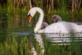 Mute white Swan