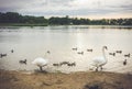 Mute white swans in lake