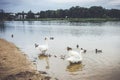 Mute white swans in lake