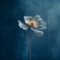 Muted Blue Flower: Dreamlike Imagery In Minimalist Composition Royalty Free Stock Photo