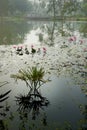 Muted color image of reflection of a palm tree over the water of a lake, full of leaves of water lilies, family Nymphaeaceae,