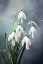 Muted color snowdrop flowers before a light grey background Royalty Free Stock Photo