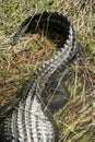 Muted Colors of Aligator Tail Resting On Grass