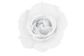 Black and white rose on white