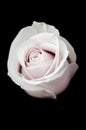 Muted Pink Rose