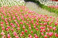 Muti of big red and colorful tulips in hitachi seaside park