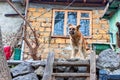 Mutilated dog stands on stone wall outdoors Royalty Free Stock Photo