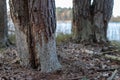 Mutilated trees by beavers. Pine stripped of bark by beavers Royalty Free Stock Photo