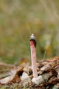 Mutinus ravenelii fungus Royalty Free Stock Photo