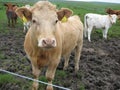 Mutli-colored Scottish cows