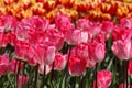 Mutliple Flaming Purissima Pink Spring Tulip Flowers Royalty Free Stock Photo