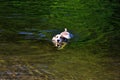 Mutt dog cooling off and swimming in the water