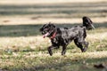 Mutt of English cocker Spaniel with german spitz Royalty Free Stock Photo