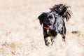 Mutt of English cocker Spaniel with german spitz Royalty Free Stock Photo