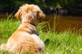 Mutt of Irish Setter and the Swiss Shepherd