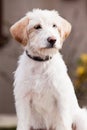 Mutt of Spinone Italiano Royalty Free Stock Photo