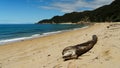 Mutton Cove, Abel Tasman National Park, New Zealand Royalty Free Stock Photo