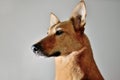 Mutts face on a gray background Royalty Free Stock Photo