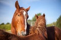 Mutual grooming in chestnut horses. Affectionate social animal b Royalty Free Stock Photo